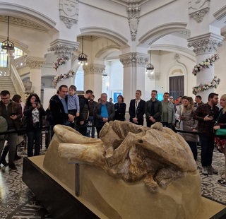 Unicul craniu de Mammuthus trogontherii descoperit pe teritoriul României, expus din nou după restaurare la Palatul Culturii din Iaşi