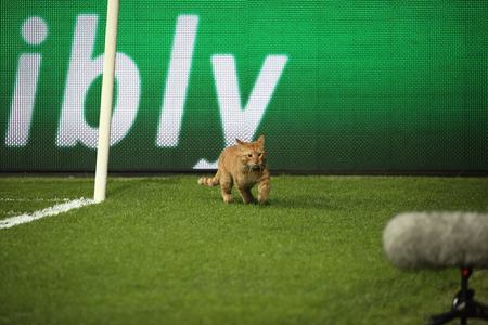 O pisică a intrat pe gazon în timpul meciului Beşiktaş – Bayern Munchen, din LC