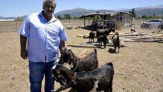 Un club din Turcia a vândut 18 jucători pentru a cumpăra zece capre ca sursă suplimentară de venit