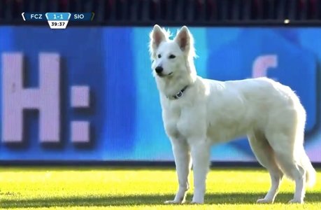 Câinele preşedintelui clubului FC Zurich a întrerupt un meci din campionatul elveţian - VIDEO