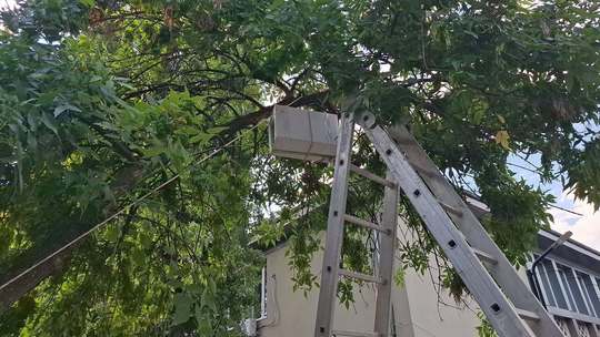 FOTO: Patrula Apicolă Urbană