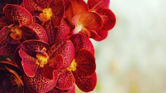 COMUNICAT DE PRESĂ: O florarie online iti dezvaluie care sunt cele mai cautate flori de toamna! Afla ce semnificatii au