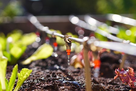 COMUNICAT DE PRESĂ: Îngrijirea grădinii - De ce sistemul de irigare drip este cea mai eficientă alegere pentru plante şi legume