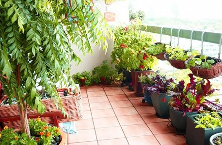 COMUNICAT DE PRESĂ: Plante de apartament de la Sere Flori Mihăieşti - gamă variată din care puteţi alege
