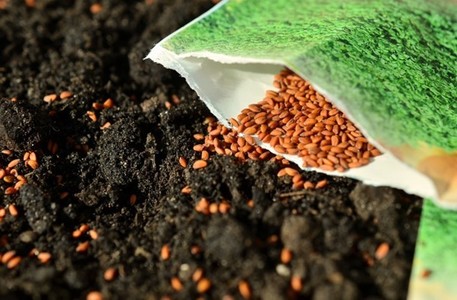 COMUNICAT DE PRESĂ: Cultivarea cu succes a unei grădini: tot ce trebuie ştiut despre seminţele de legume şi însămânţarea de primăvară
