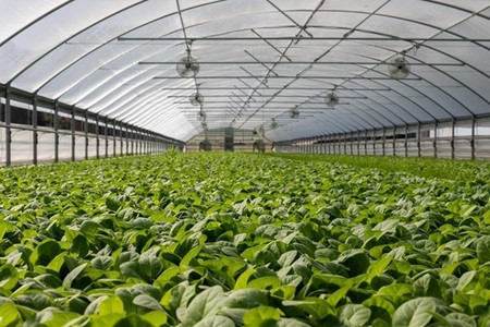 COMUNICAT DE PRESĂ: Cum să creşti calitatea şi cantitatea producţiei de plante în sere cu un sistem de irigare eficient
