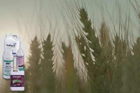 Analiză AgroEst: cel mai dificil an pentru producţia de grâu din România