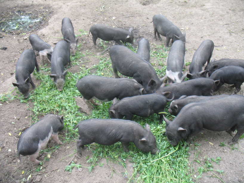 Ferma Porci