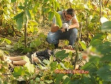 Doi barbati din Vaslui au murit loviti de fulger. Cum au fost gasiti pe camp