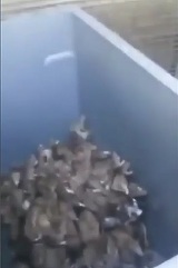 S-a apropiat de un tomberon si l-a luat cu spaima. Zeci de sobolani cat pe ce sa sara pe el! Nu va apropiati de aceasta zona