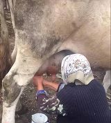 O vedeta a mers la tara si rugat o batranica sa mulga vaca si sa-i dea lapte. Ce s-a intamplat apoi