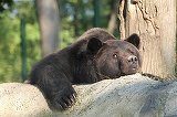 A murit ursul Max, animalul orbit de mic de către proprietari, care scoateau bani cu el la Castelul Peleş! ”Ochii lui văd acum cerul, şi lumina, şi îngerii!”