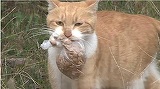 O pisica maidaneza primea mancare de la straini doar daca era intr-o punguta. Intr-o zi au urmarit-o si au vazut ce facea, de fapt, felina