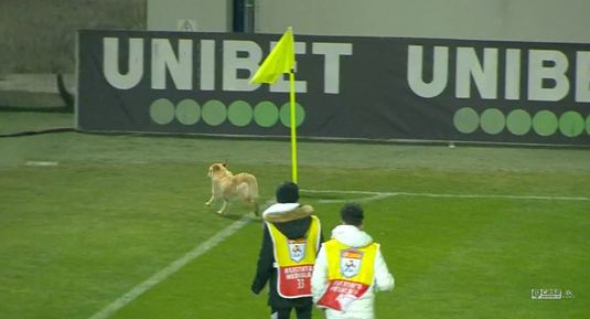 VIDEO Câinii şi-au făcut de cap la Giurgiu. :) Un patruped a pătruns pe teren la pauza meciului