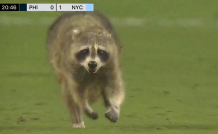 Un raton a pătruns pe teren la un meci din MLS şi a rămas acolo câteva minute. Animalul a fost fugărit de angajaţi "înarmaţi" cu un coş de gunoi