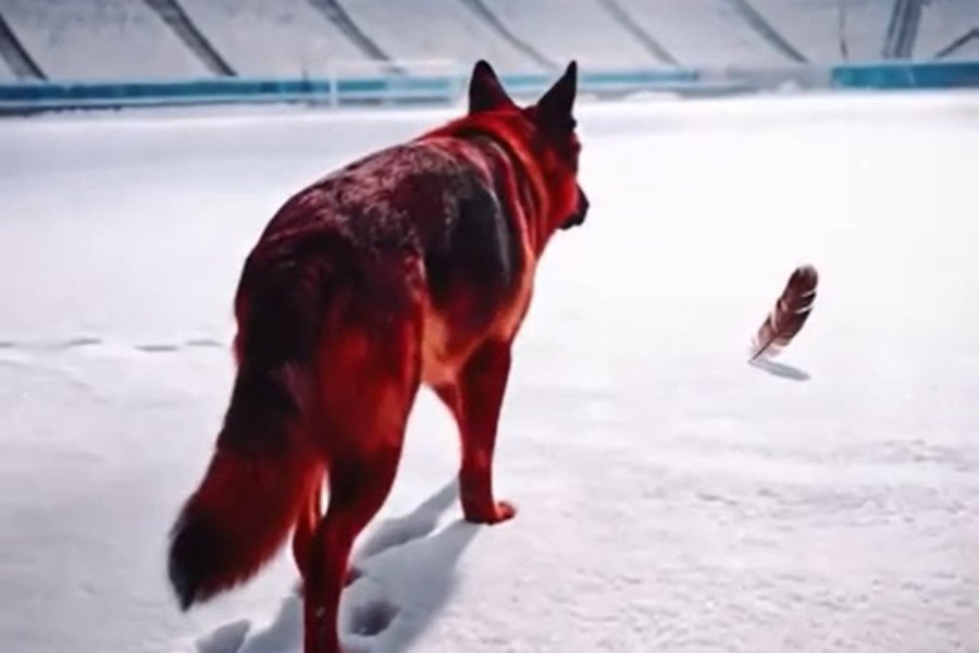 Editorial Vlad Măcicăşan | Câinele şi pana. Clipul care ne spune fiecăruia cine suntem