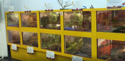 Focus la Prima Oră: Expoziţie neobişnuită la Muzeul Antipa