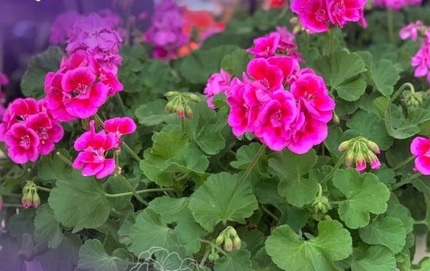  Elena Zoica, antreprenorul care se află în spatele celebrei muşcate de Sântion