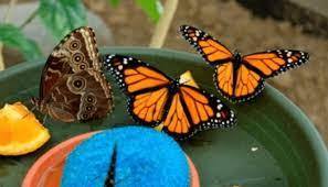 Afacere cu aripi colorate