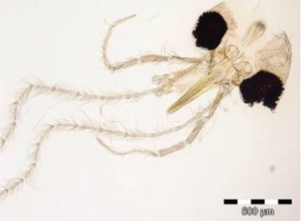 Insectă denumită după Simona Halep