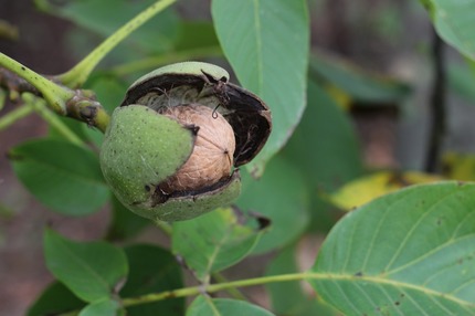 Sănătate cu stil: Nucile verzi, beneficii pentru organism