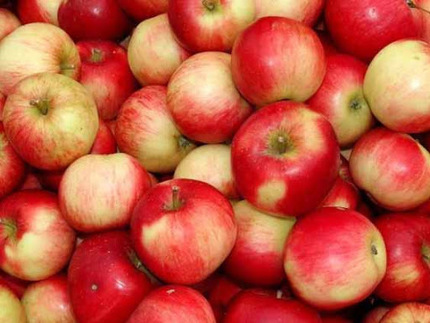 Mere din belşug în livezi