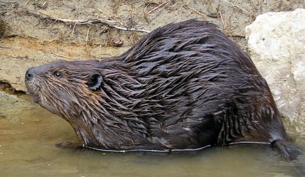 Castorii, înapoi în Făgăraş