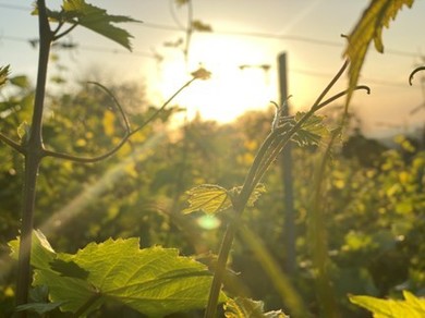 Sub 40 de ani: oenologi care fac vinul românesc de mâine