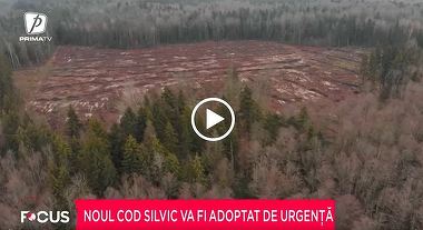 VIDEO. Noul cod silvic va fi adoptat de urgenţă. Maşinile hoţilor de lemne vor fi confiscate, iar accesul pietonal în pădure va fi liber. 