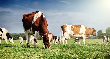 Reguli stricte pentru protejarea animalelor pe timp de caniculă. Ce măsuri a impus ANSVSA