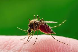 Creştere a numărului de cazuri de infecţie cu virusul West Nile. 10 îmbolnăviri şi două decese în România, din cauza virusului