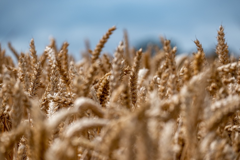 Preţul grâului creşte puternic după atacurile din Marea Neagră. Rusia şi Ucraina, în centrul unei noi crize alimentare