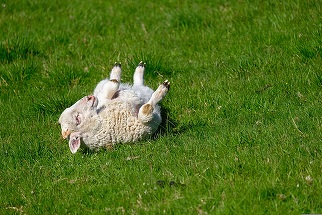 Temperaturi uşor mai ridicate decât cele obişnuite în această perioadă, în cea mai mare parte a ţării, şi ploi în regiunile sud-vestice, sudice şi sud-estice, de 1 mai şi de Paşte