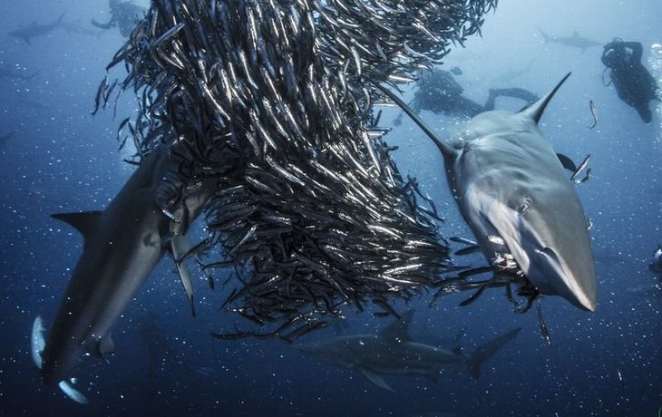 Shark. Episode 1.