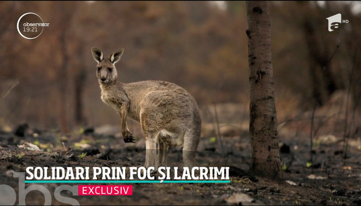 PE SCURT. Incendiile din Australia, subiectul unui documentar la Antena 1. Va fi exclusiv online. Unde se vede?