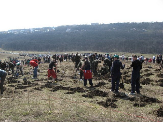 Ştirea că Romsilva vrea să cumpere terenuri pentru a le împăduri s-a răspândit cu repeziciune pe Facebook