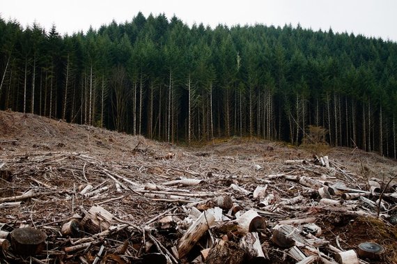 SHARED NEWS. Cinci miliarde de euro profit, din defrişările pădurilor din România în ultimii 27 de ani. Ştirea a adunat mii de share-uri