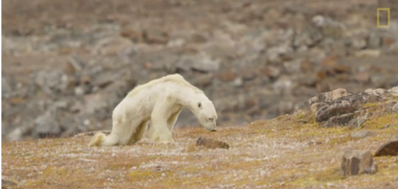 VIRALUL ZILEI: Filmam şi plângeam. Impresionante imagini cu ursul polar slăbit până la epuizare. Aşa arată schimbarea climatică