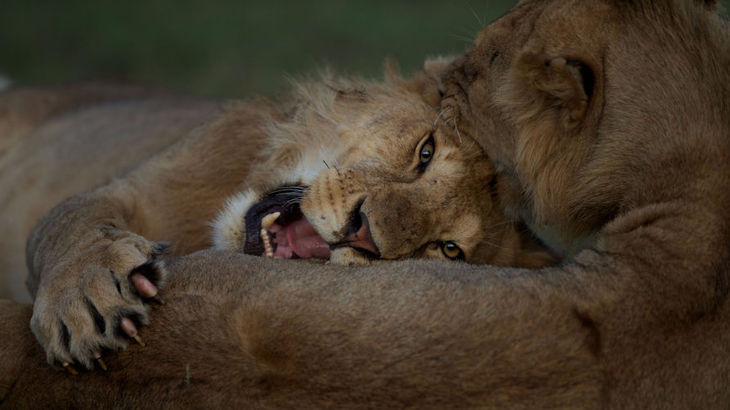 Ianuarie e luna felinelor la Nat Geo Wild