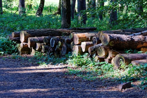 Proiect: Taxă de 5% din vânzarea masei lemnoase, pentru întreținerea drumurilor comunale