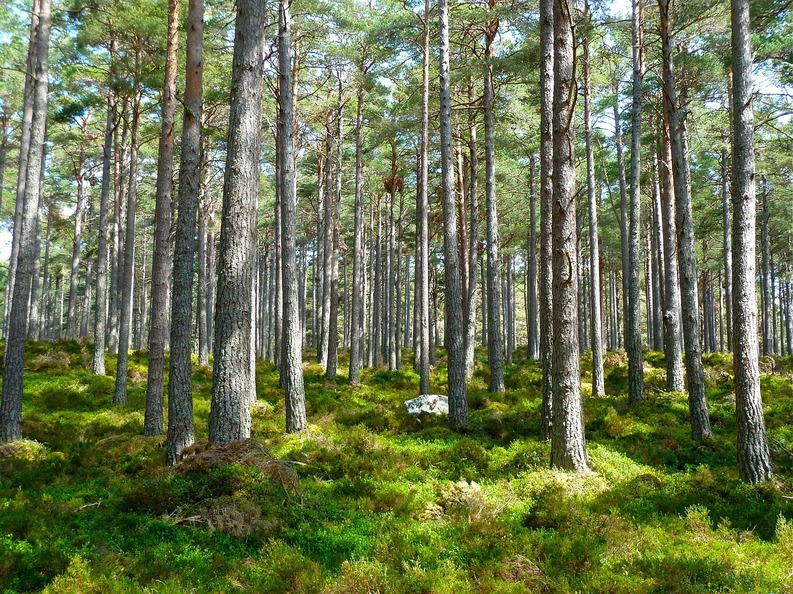 România are circa 6,9 milioane de hectare de păduri