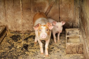 Cele două companii ale Smithfield în România au avut afaceri cumulate de peste 315 milioane de euro