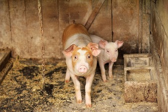 Cele două companii ale Smithfield în România au avut afaceri cumulate de peste 315 milioane de euro