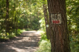 Ministerul Economiei vrea să amenajeze trasee pentru biciclete ca să atragă turiști, după modelul din Germania