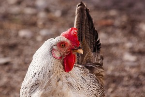Gripă aviară la Constanța, la o lebădă moartă; ANSVSA anunță măsuri speciale în toată țara