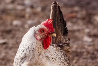 Două cazuri de gripă aviară la Galați