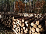 Ministerul Apelor și Pădurilor pregătește cumpărarea domeniului produselepadurii.ro, pentru a-l folosi ca platformă pe care să posteze toate licitațiile pentru lemne din pădurile statului