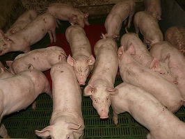 Fuziune de peste 1,6 miliarde lei în grupul Smithfield 