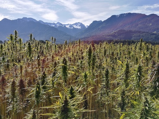 Canadienii de la Stillcanna, specializați în ulei de cannabis, au undă verde de la autorități să înceapă extracția cannabidiolului în România, la Băilești
