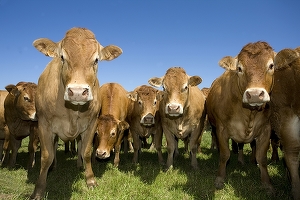 Ciucă: Am aprobat plafoanele alocate schemelor de sprijin cuplat, în sectorul zootehnic, precum și cuantumul acestora, pentru anul de cerere 2022. Plafonul aprobat este de 185.483.810 euro